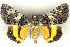  (Catocala brandti - 6052-230508-GR)  @14 [ ] Unspecified (default): All Rights Reserved  Unspecified Unspecified