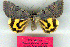  (Catocala florianii - 6037-150705-CH)  @14 [ ] Unspecified (default): All Rights Reserved  Unspecified Unspecified