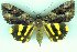  (Catocala formosana - 6042-150605-TA)  @14 [ ] Unspecified (default): All Rights Reserved  Unspecified Unspecified