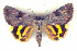  (Catocala largeteaui - 6034-150704-CH)  @14 [ ] Unspecified (default): All Rights Reserved  Unspecified Unspecified