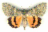  (Catocala locata - 6031-200784-UZ)  @14 [ ] Unspecified (default): All Rights Reserved  Unspecified Unspecified