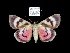  (Catocala martyrum - 6006-150805-CH)  @13 [ ] Unspecified (default): All Rights Reserved  Unspecified Unspecified