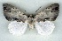  (Catocala uljanae - 6013-150806-CH)  @14 [ ] Unspecified (default): All Rights Reserved  Unspecified Unspecified