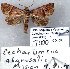  (Cecharismena jalapena - 7000-COI-09)  @13 [ ] Unspecified (default): All Rights Reserved  Unspecified Unspecified