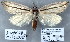  (Doryodes tenuistriga - 7012-COI-09)  @14 [ ] Unspecified (default): All Rights Reserved  Unspecified Unspecified