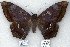 (Blosyris sp. 1 - 7033-COI-09)  @13 [ ] Unspecified (default): All Rights Reserved  Unspecified Unspecified