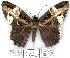  (Blosyris herilia - 7040-COI-09)  @13 [ ] Unspecified (default): All Rights Reserved  Unspecified Unspecified