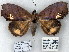  (Hypsoropha sp. 1 - 7047-COI-09)  @14 [ ] Unspecified (default): All Rights Reserved  Unspecified Unspecified