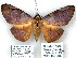  (Mazacyla sp - 7076-COI-09)  @14 [ ] Unspecified (default): All Rights Reserved  Unspecified Unspecified