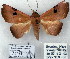  (Obroatis sp. 1 - 7088-COI-09)  @14 [ ] Unspecified (default): All Rights Reserved  Unspecified Unspecified