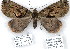  (Ischnopteris sp. 1 - 7095-COI-09)  @14 [ ] Unspecified (default): All Rights Reserved  Unspecified Unspecified