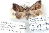  (Macrochilo new sp - 7183-COI-09)  @11 [ ] Unspecified (default): All Rights Reserved  Unspecified Unspecified