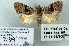  (Dyspyralis noloides - 7189-COI-09)  @13 [ ] Unspecified (default): All Rights Reserved  Unspecified Unspecified