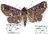  (Empelathra pindarus - 7316-COI-09)  @14 [ ] Unspecified (default): All Rights Reserved  Unspecified Unspecified