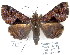  (Metria sp. 2 - 7351-COI-09)  @14 [ ] Unspecified (default): All Rights Reserved  Unspecified Unspecified