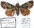  (Dyomyx ocellata - 7353-COI-09)  @13 [ ] Unspecified (default): All Rights Reserved  Unspecified Unspecified