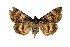  (Catocala distorta - 9001-250894-IN)  @11 [ ] Unspecified (default): All Rights Reserved  Unspecified Unspecified