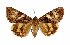  (Catocala dotatoides - 9002-160675-IN)  @11 [ ] Unspecified (default): All Rights Reserved  Unspecified Unspecified