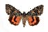  (Catocala fuscinupta - 9004-170898-PA)  @15 [ ] Unspecified (default): All Rights Reserved  Unspecified Unspecified