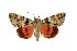 (Catocala hilaris - 9005-000000-TU)  @14 [ ] Unspecified (default): All Rights Reserved  Unspecified Unspecified