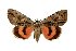  (Catocala leechi - 9008-161098-KA)  @15 [ ] Unspecified (default): All Rights Reserved  Unspecified Unspecified