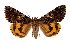  ( - 9009-270999-TA)  @11 [ ] Unspecified (default): All Rights Reserved  Unspecified Unspecified
