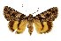  (Catocala weiserti - 9011-130888-TU)  @11 [ ] Unspecified (default): All Rights Reserved  Unspecified Unspecified