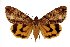  (Catocala wushensis - 9012-150697-TA)  @15 [ ] Unspecified (default): All Rights Reserved  Unspecified Unspecified
