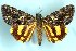 (Catocala hyperconnexa - 9113-140793-JA)  @15 [ ] Unspecified (default): All Rights Reserved  Unspecified Unspecified