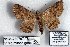  (Pericyma albidentaria - 9135-230797-TU)  @11 [ ] Unspecified (default): All Rights Reserved  Unspecified Unspecified