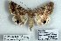  (Anumeta spilota - 9139-030508-TU)  @13 [ ] Unspecified (default): All Rights Reserved  Unspecified Unspecified