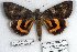  (Catocala doerrisi - 9178-240705-RU)  @14 [ ] Unspecified (default): All Rights Reserved  Unspecified Unspecified
