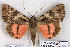  ( - 9196-200901-TU)  @11 [ ] Copyright (2008) Robert J. Borth Research Collection of Robert J. Borth