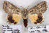  (Anydrophila sabouraudi - 9197-030508-TU)  @14 [ ] Copyright (2008) Robert J. Borth Research Collection of Robert J. Borth