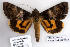  ( - 9202-200600-JA)  @13 [ ] Copyright (2008) Robert J. Borth Research Collection of Robert J. Borth