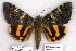  (Catocala kuangtungensis - 9206-170705-JA)  @14 [ ] Copyright (2008) Robert J. Borth Research Collection of Robert J. Borth