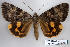  (Catocala nubilia - 9222-000000-00)  @15 [ ] Copyright (2008) Robert J. Borth Research Collection of Robert J. Borth