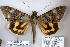  (Catocala jonasii - 9227-090910-JA)  @15 [ ] Copyright (2008) Robert J. Borth Research Collection of Robert J. Borth