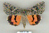  ( - 9251-210709-KA)  @13 [ ] Copyright (2008) Robert J. Borth Research Collection of Robert J. Borth