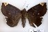  (Achaea sp. 1 - 9331-090206-CA)  @13 [ ] Copyright (2008) Robert J. Borth Research Collection of Robert J. Borth