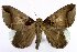  (Achaea indicabilis - 9359-090206-TA)  @14 [ ] Copyright (2008) Robert J. Borth Research Collection of Robert J. Borth