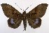  (Ischyja mantiodes - 9364-151003-MY)  @15 [ ] Copyright (2008) Robert J. Borth Research Collection of Robert J. Borth