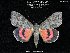  (Catocala hermia diantha - 9374-290709-ME)  @11 [ ] Copyright (2008) Robert J. Borth Research Collection of Robert J. Borth