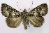  (Zale sp-DR1 - 9438-240304-DR)  @14 [ ] Copyright (2011) Robert Borth LepBio, LLC
