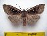  (Perigrapha nr. extincta - 9475-100410-CH)  @14 [ ] Copyright (2011) Aidas Saldaitis Vilinus Ecological Institute