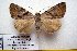  (Catocala bokhaica - 9483-100710-RU)  @14 [ ] Copyright (2011) Aidas Saldaitis Vilinus Ecological Institute