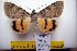  (Catocala nr. puerpera - 9504-110710-MO)  @13 [ ] Copyright (2011) Aidas Saldaitis Vilinus Ecological Institute