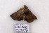  (Lesmone sp - 9557-290509-TX)  @13 [ ] Copyright (2011) Robert Borth LepBio, LLC