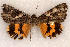  ( - 9559-170609-TX)  @13 [ ] Copyright (2008) Robert J. Borth Research Collection of Robert J. Borth