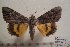  ( - 1015-150694-JA)  @13 [ ] Copyright (2011) Aidas Saldaitis Vilinus Ecological Institute